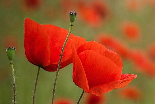 coquelicots
