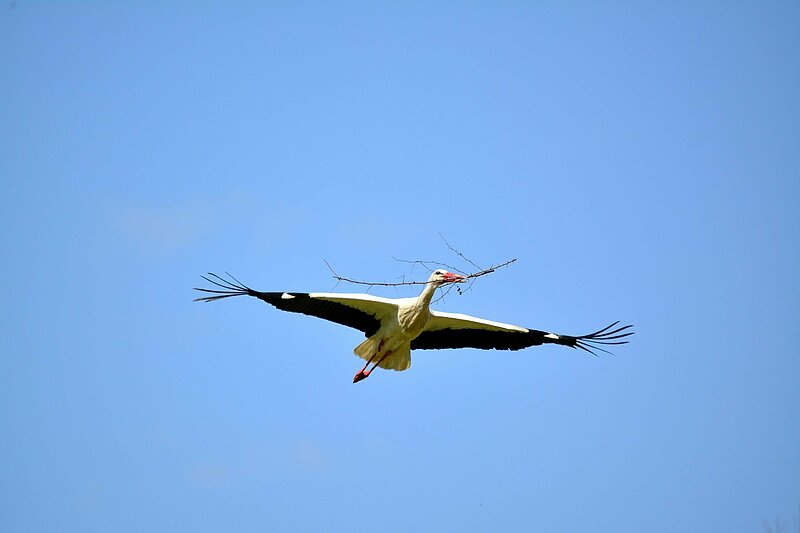 Une cigogne forme une croix