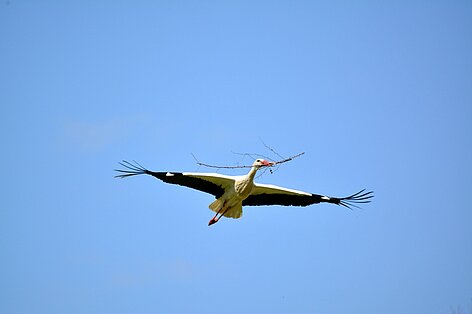 Une cigogne forme une croix