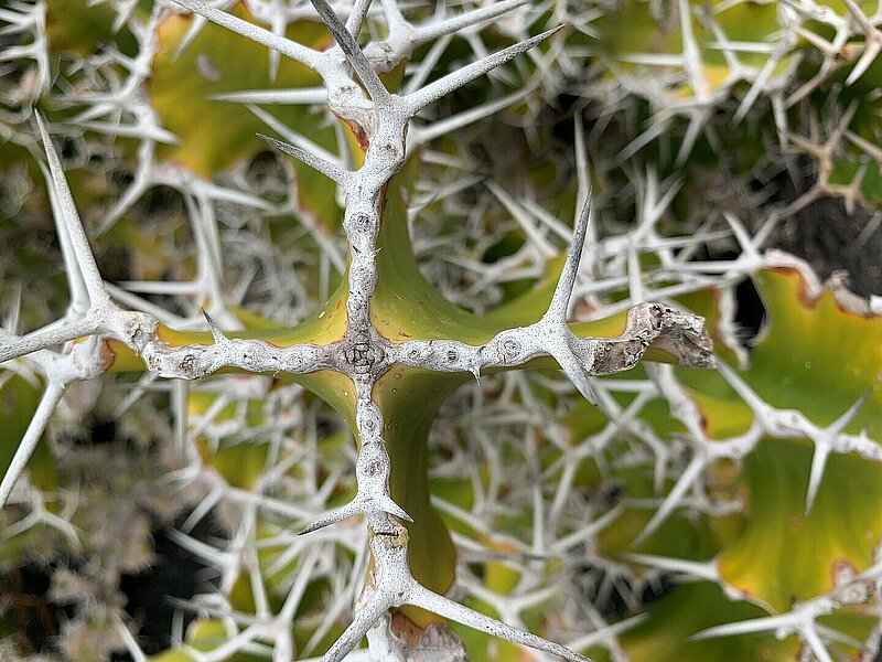 Un cactus dont les épines forment une croix