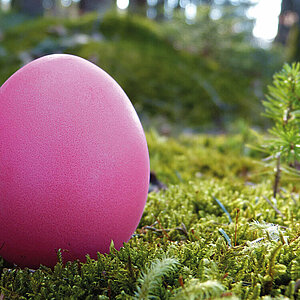 Un œuf rose sur un lit de mouse en forêt.