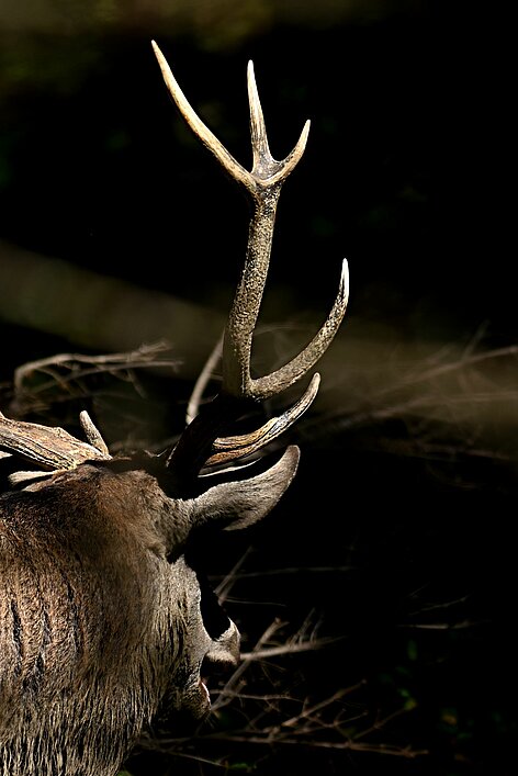 Les bois d'un cerf qui forment une croix