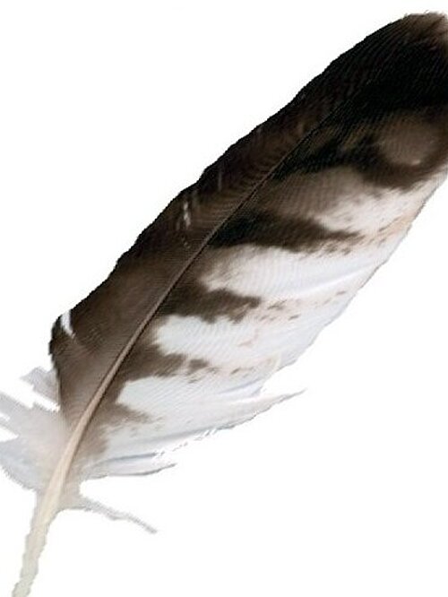 Plume d'oiseau taillée pour écrire