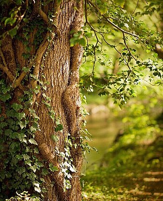 Arbres en forêt