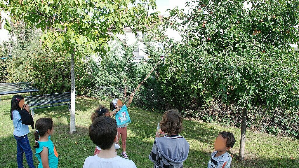 Enfant ramassant des fruits dans le verger