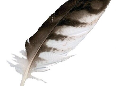 plume d'oiseau