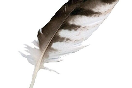 Plume d’oiseau taillée pour écrire