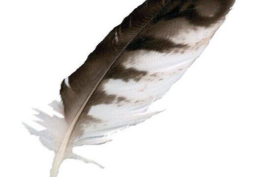 plume d'oiseau
