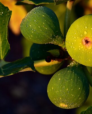 EERV_Orbe-Agiez_A l'ombre du figuier_2022