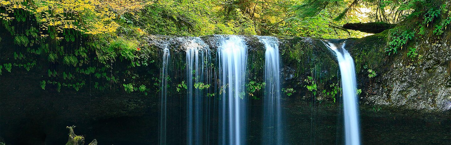 Une cascade dans la forêt.