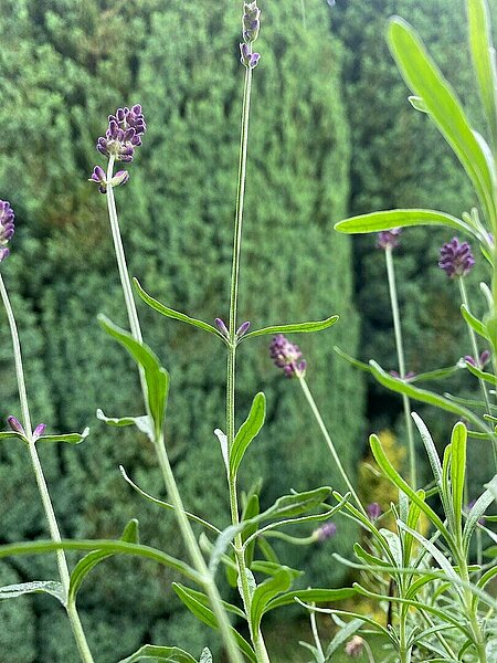 Une fleur qui forme une croix