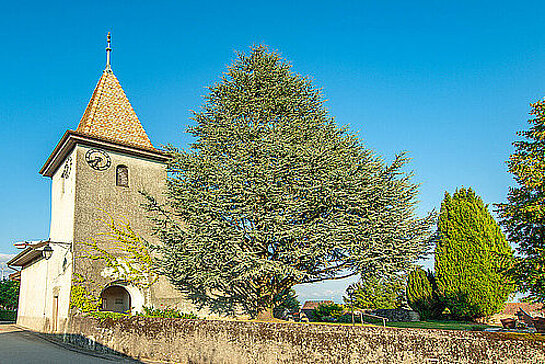 Eglise de Bussy - Chardonney