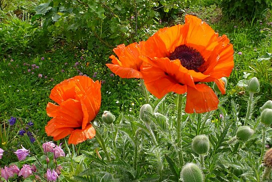 Coquelicots