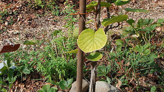 10 ans du Jardin des Glycines