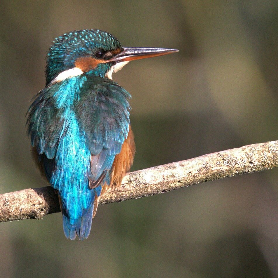 Madame en beauté. Un martin pêcheur à l'affût.