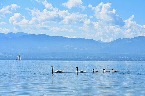 Vue sur le Léman depuis St-Prex, par Renaud Rindlisbacher