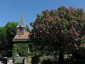 Le clocher du temple de Duillier et le lilas voisin
