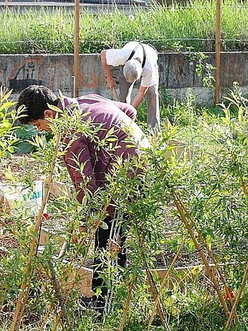 Personnes travaillant au jardin des Glycines