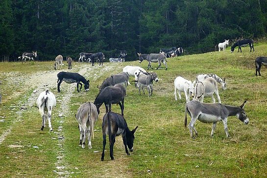 Troupeau d'ânes dans un champ en dessus de Vercorin