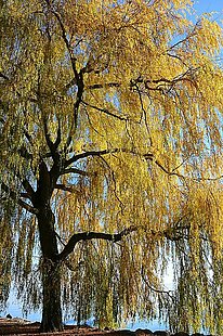 Saule pleureur sur les rives de St-Prex, Renaud Rindlisbacher