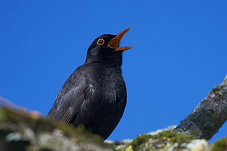 Le merle qui chante dans le jardin © Renaud Rindlisbacher