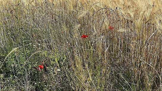 Deuxième marche sur le sentier des Huguenots