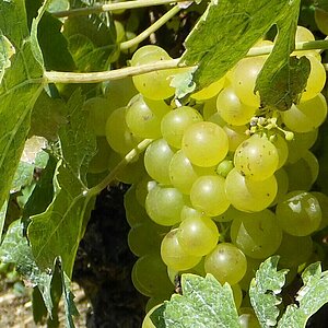 Grappe de raisin dans les vignes