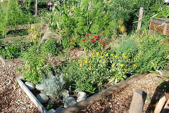 Herbes aromatiques du jardin paroissial