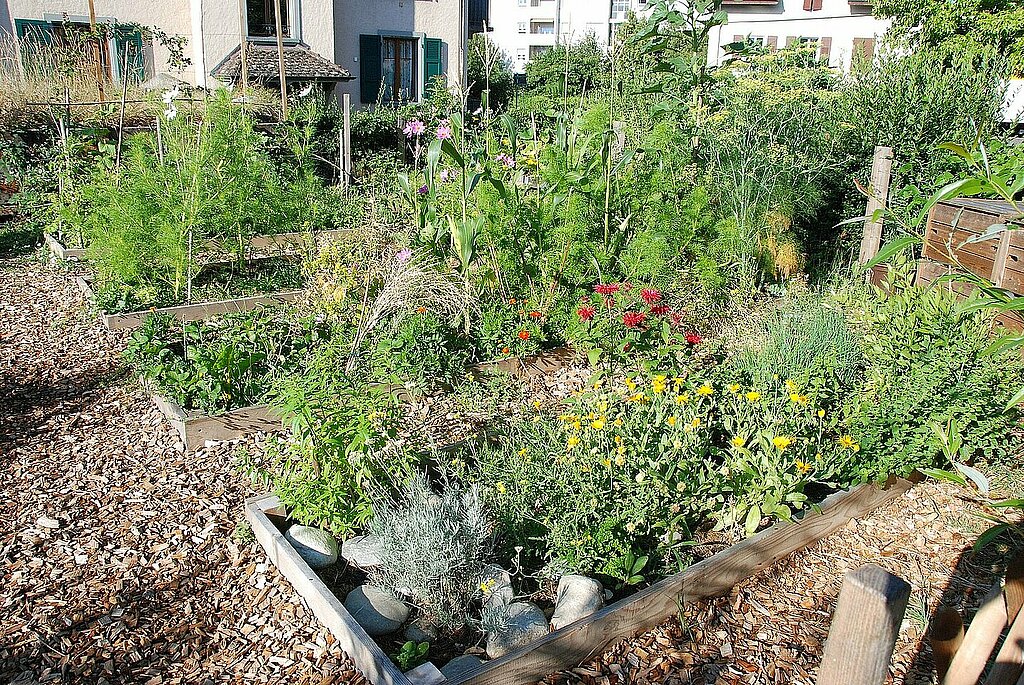 Caissons de jardin potager remplis d'herbes diverses