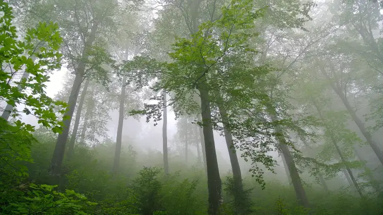 forêt bienveillante Renaud Rindlisbacher