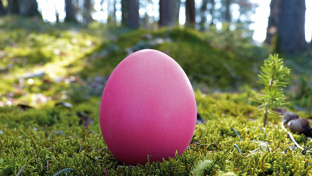 Un oeuf rose sur un lit de mousse verte dans une forêt printanière.