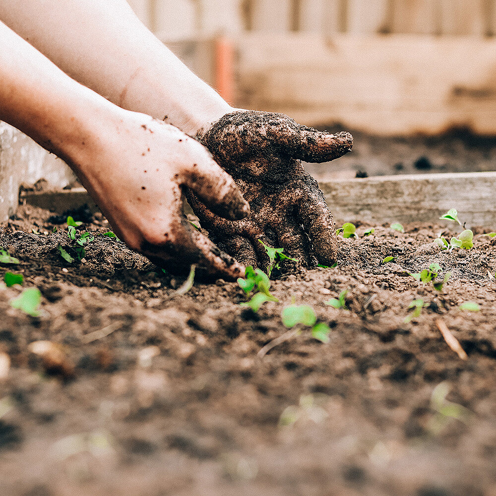 Deux mains couvertes de terre en train de manipuler une petite plante au jardin.