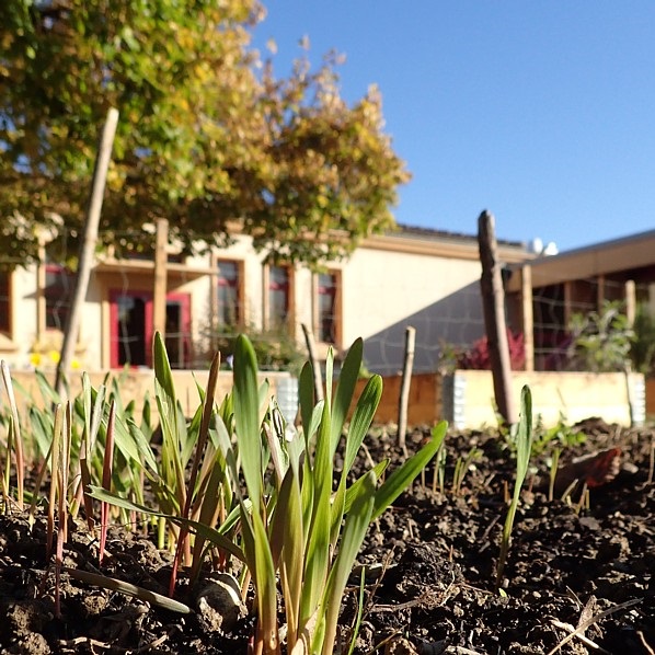 Jeunes pousses sortant de terre, avec en arrière-plan le Centre paroissial de Chavannes-Epenex