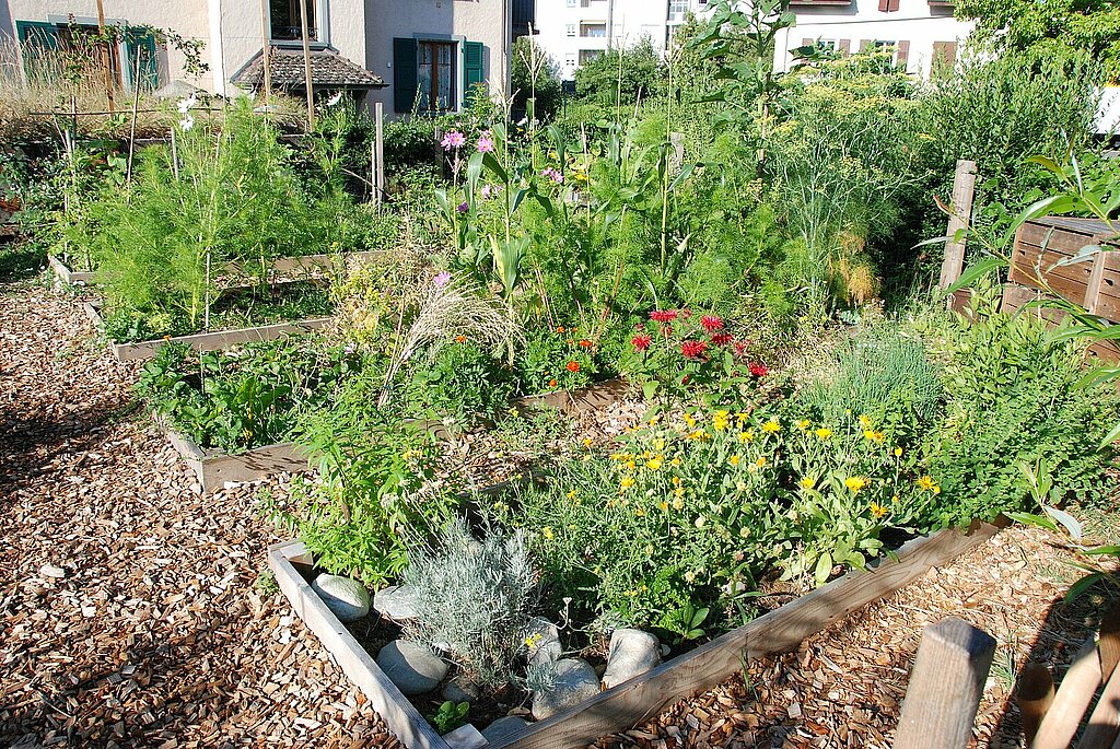 Caissons de jardin potager remplis d'herbes diverses