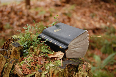 Bible déposée sur une souche